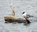 Little Gull perched on driftwood in small New York State lake Royalty Free Stock Photo