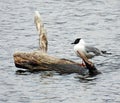 Little Gull perched on driftwood in small New York State lake