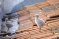 Little gull chick on a tiled roof 2