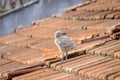 Little gull chick on a tiled roof 3