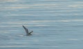Little gull flying over sea hydrocoloeus minutus