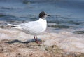 Little gull (Hydrocoloeus minutus) Royalty Free Stock Photo