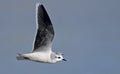 Little gull, Crete