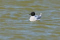 A little gull Hydrocoloeus minutus or Larus minutus