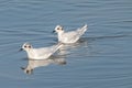 Close up of Little Gull Hydrocoloeus minutus