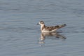 Close up of Little Gull Hydrocoloeus minutus