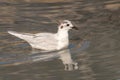 Close up of Little Gull Hydrocoloeus minutus