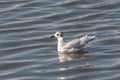 Close up of Little Gull Hydrocoloeus minutus