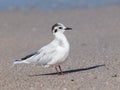 Little Gull (Hydrocoloeus minutus)