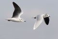 Little Gull, Hydrocoloeus minutus, pair in flight