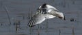 The little gull Hydrocoloeus minutus