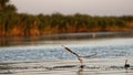 Little gull landing on Danube delta