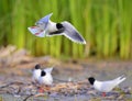 The Little Gull (Larus minutus) in flight Royalty Free Stock Photo