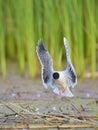 The Little Gull (Larus minutus) in flight Royalty Free Stock Photo