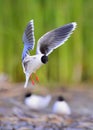 The Little Gull (Larus minutus) in flight on the green grass background. Front Royalty Free Stock Photo