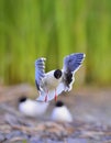 The Little Gull (Larus minutus) in flight on the green grass background. Front