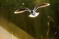 The Little Gull (Larus minutus) in flight on sunset natural background Royalty Free Stock Photo