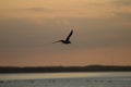 The Little Gull Larus minutus in flight on sunset natural background Royalty Free Stock Photo