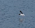 Little Gull Underwing