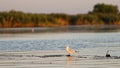 Little gull on Danube delta