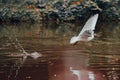 Little gull (Hydrocoloeus minutus) trying to catch a fish from the lake on the blurred background