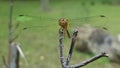 Dragonfly Friend Royalty Free Stock Photo