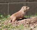 Baby prairiedog Royalty Free Stock Photo