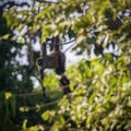 Curious Young Capuchin Monkey Watches From a Tree Branch