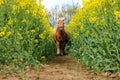 A little haflinger pony runs in a track in the rapeseed field Royalty Free Stock Photo