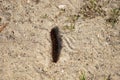 Hairy black caterpillar on sandy ground in the sun Royalty Free Stock Photo