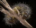 Little hairy caterpillar of dispar lymantria macro portrait Royalty Free Stock Photo