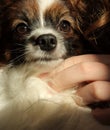 A little hairy and furry dog with clever look has a big brown eyes, a white nose muzzle with dark spot and a white spot od his f Royalty Free Stock Photo