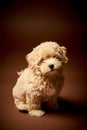 Little puppy dog sits on a brown background