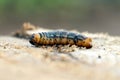 A little hairy worm-like animal that will build a cocoon and eventually become a butterfly is an example of a caterpillar. Royalty Free Stock Photo
