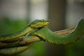 A little hairy worm-like animal that will build a cocoon and eventually become a butterfly is an example of a caterpillar. Royalty Free Stock Photo