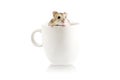 Little hamster going out a cup isolated on white Royalty Free Stock Photo