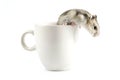 Little hamster going out a white cup Royalty Free Stock Photo