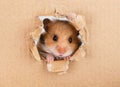 Little hamster looking up in cardboard