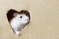 Little hamster looks through a hole in heart shape in cardboard box