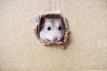 Little hamster looks through a round hole in cardboard box