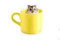 Little hamster sitting inside a yellow cup Royalty Free Stock Photo