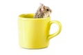 Little hamster sitting inside a yellow cup Royalty Free Stock Photo