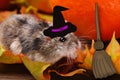 Little hamster in witch hat for halloween