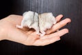 Little hamsters in the hands of women Royalty Free Stock Photo