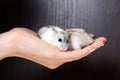 Little hamsters in the hands of women Royalty Free Stock Photo