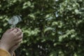 Little hands of a child blowing seeds from a dandelion Royalty Free Stock Photo