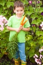 Little happy boy is eating carrots in a garden