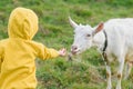 Little happy girl in yellow clothes feeding with grass a goat at meadow. Royalty Free Stock Photo