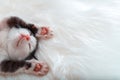 Little happy kitten nap sleep lift up paws showing pink paw pads on white fluffy plaid. Cat comfortably nap relax at Royalty Free Stock Photo