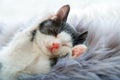 little happy kitten in sleep lift up paws showing paw pads up on gray fluffy plaid. Cat comfortably nap relax at cozy Royalty Free Stock Photo